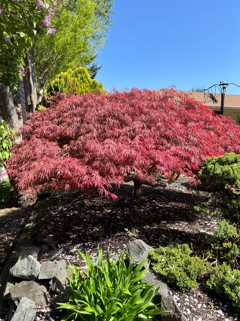 Acer palmatum var. dissectum dissectum 'Dissectum Atropurpreum', weeping red laceleaf Japanese maple