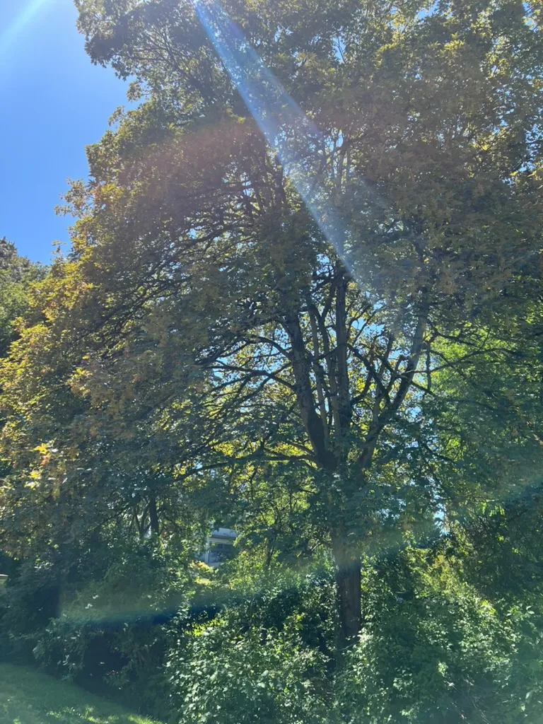 Acer pseudoplatanus, sycamore maple