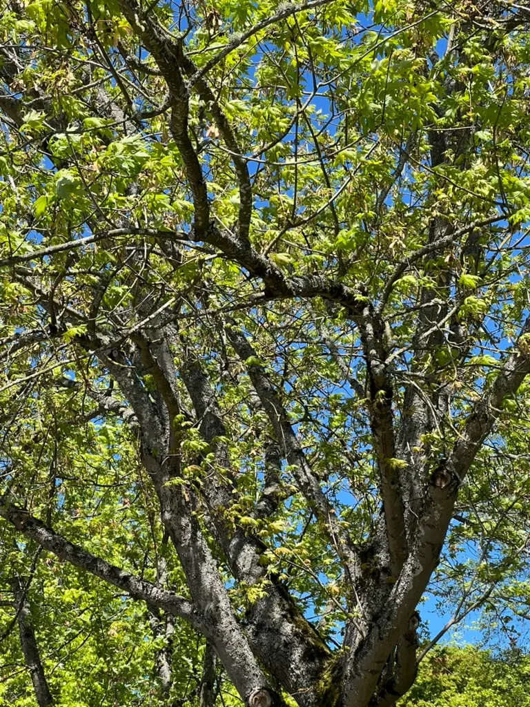 Acer saccharinum, silver maple