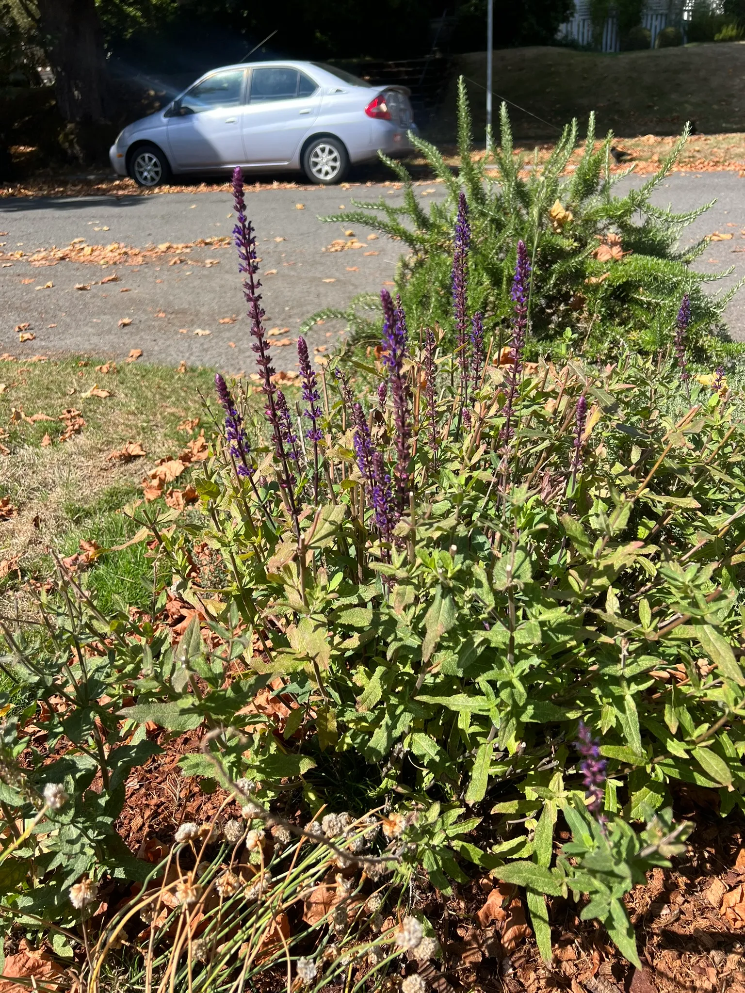 Salvia nemorosa, Woodland Sage