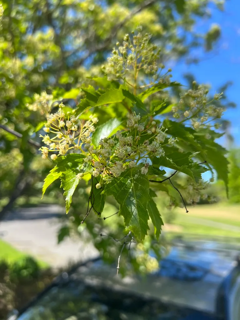 Acer tataricum ssp. ginnala 'Ginnala', Amur maple