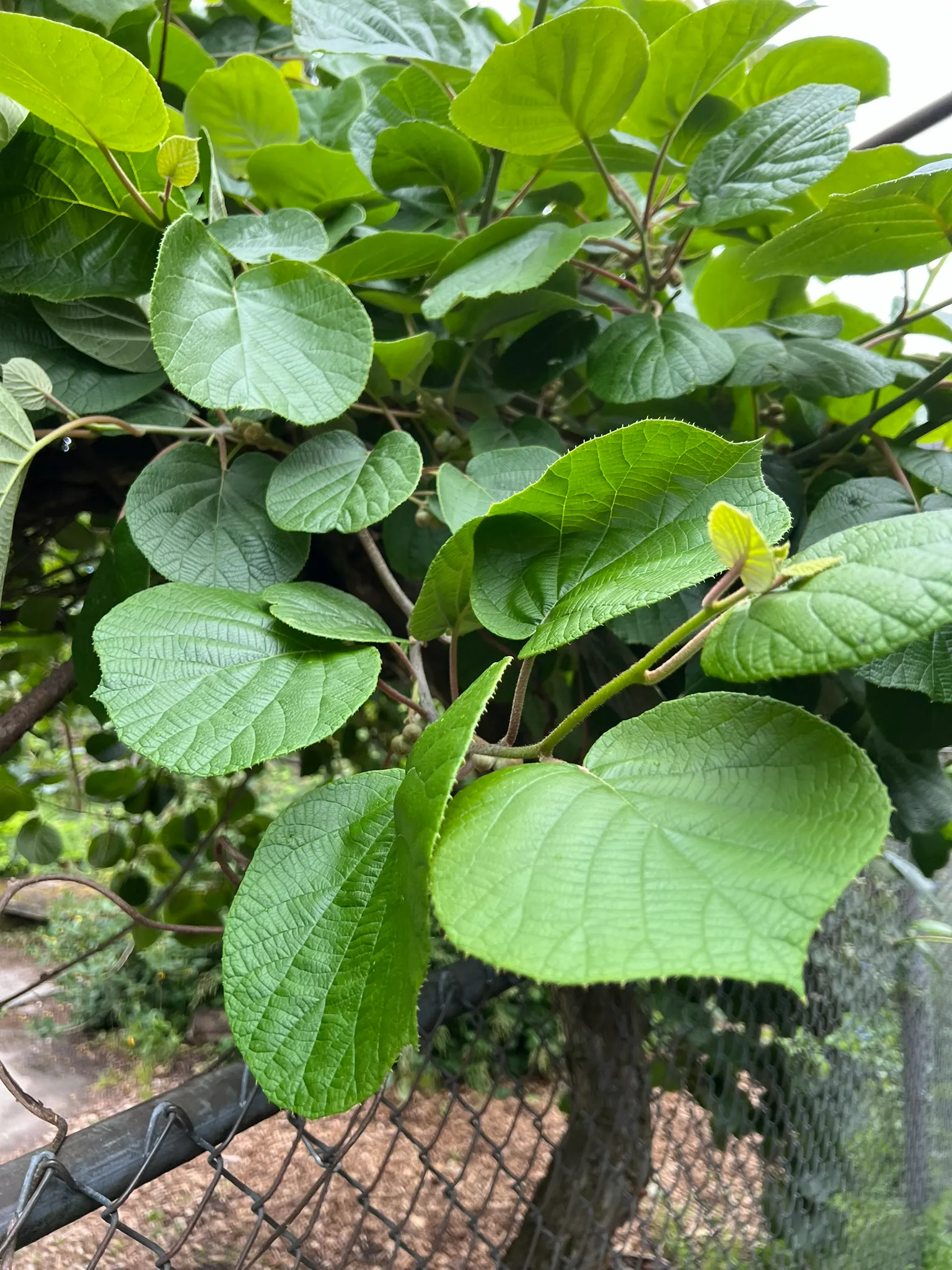 Actinidia deliciosa, kiwi