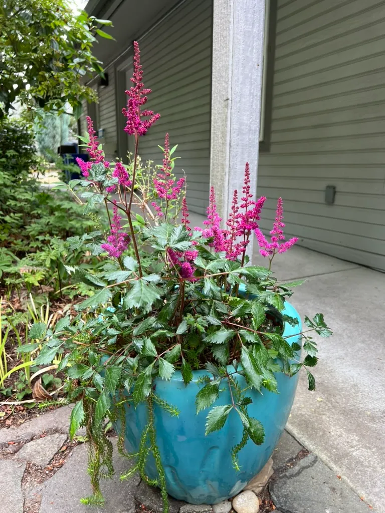 Astilbe spp., astilbe