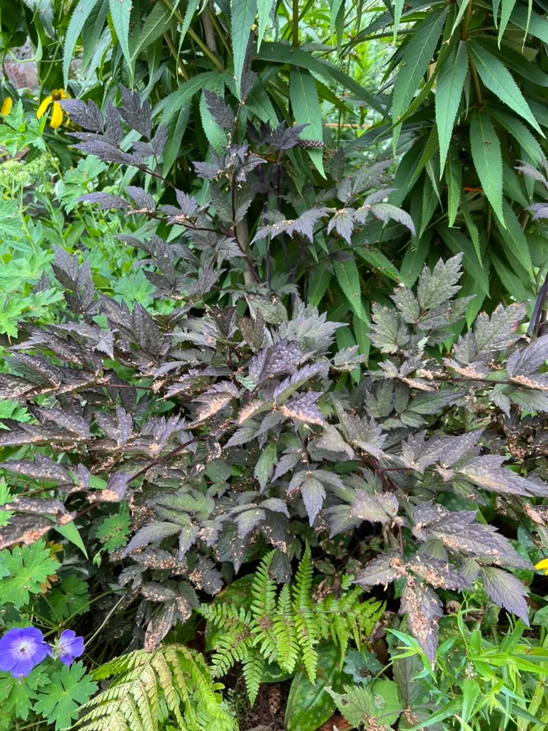 Cimicifuga racemosa, black bugbane