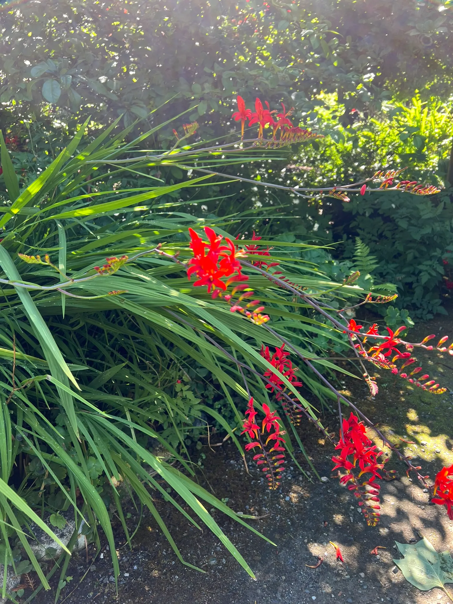 Crocosmia x crocosmiiflora 'Lucifer', red crocosmia