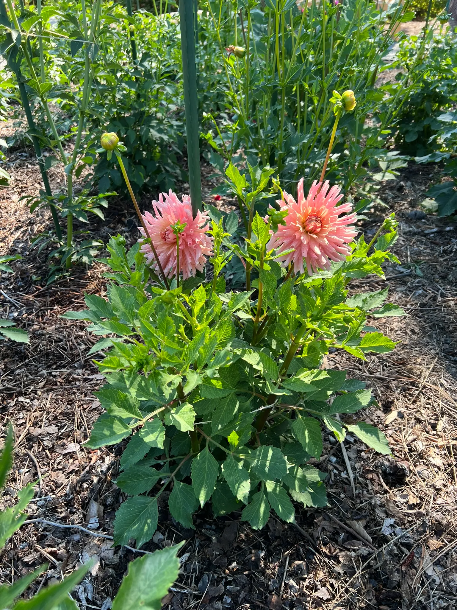 Dahlia Hybrids, dahlia