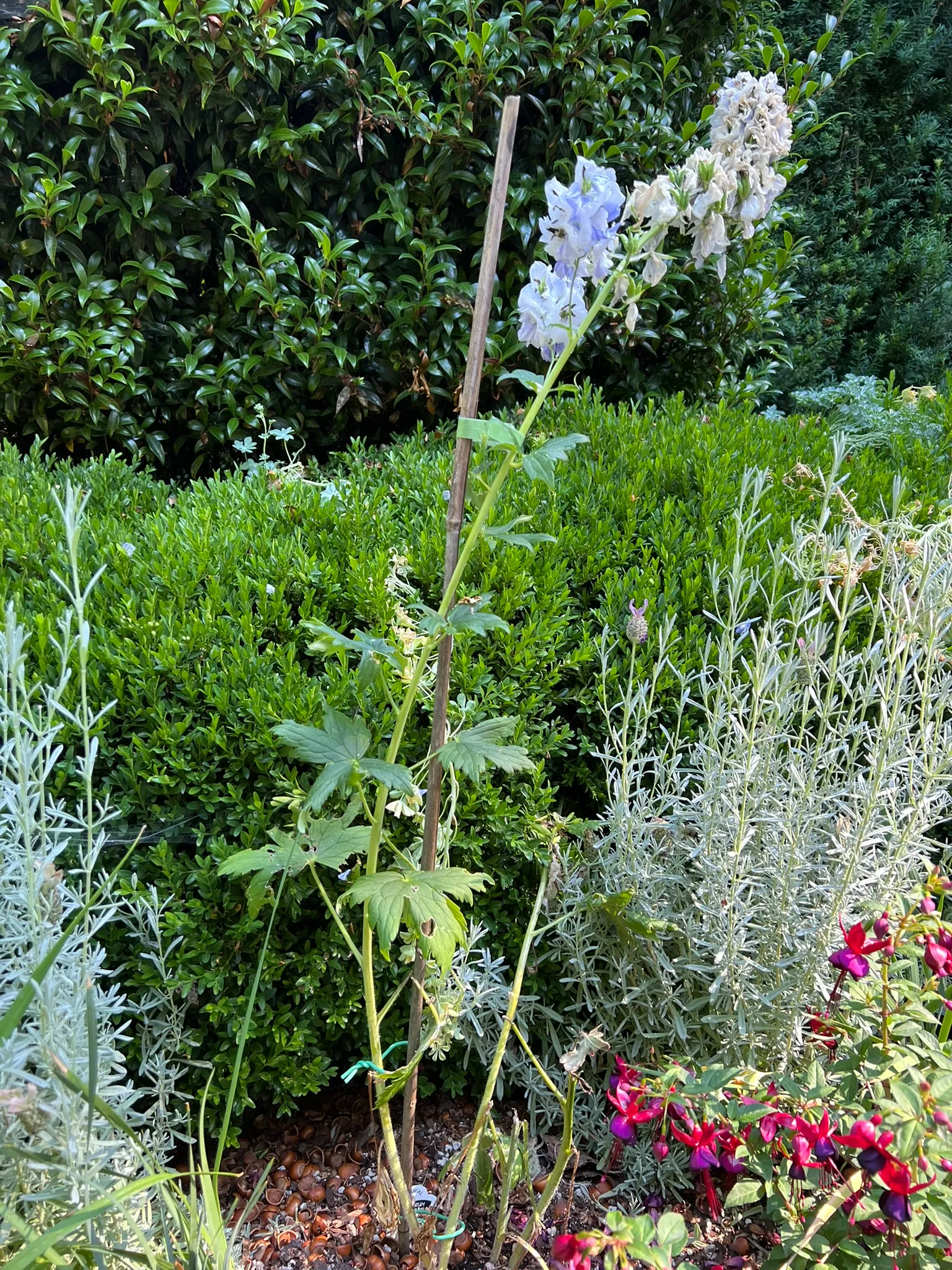 Delphinium Hybrids, delphinium