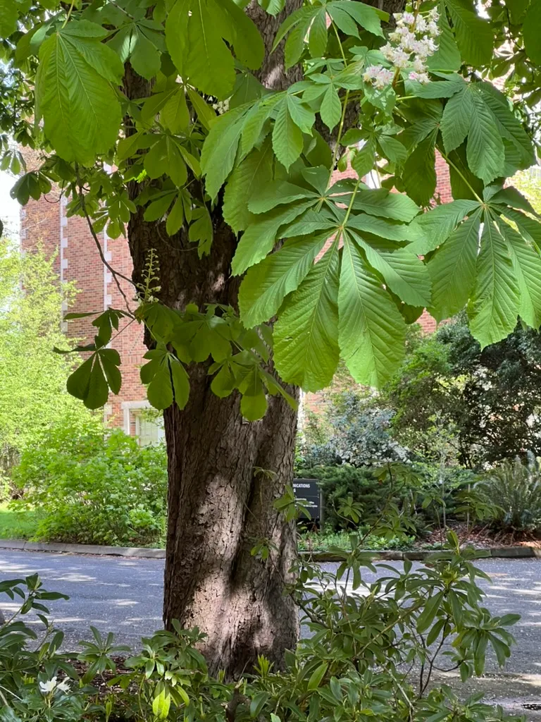 Aesculus hippocastanum, horse chestnut