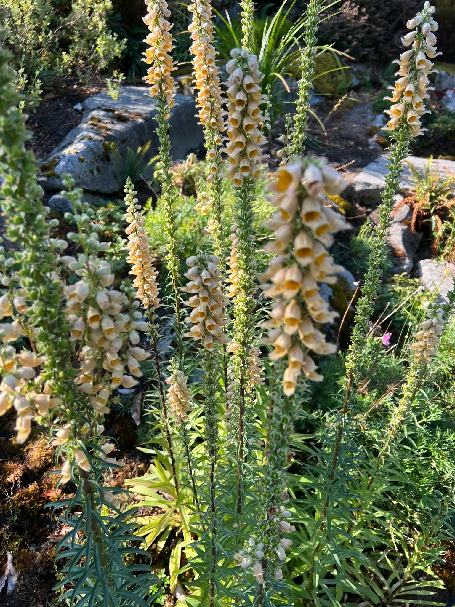 Digitalis lutea, yellow foxglove