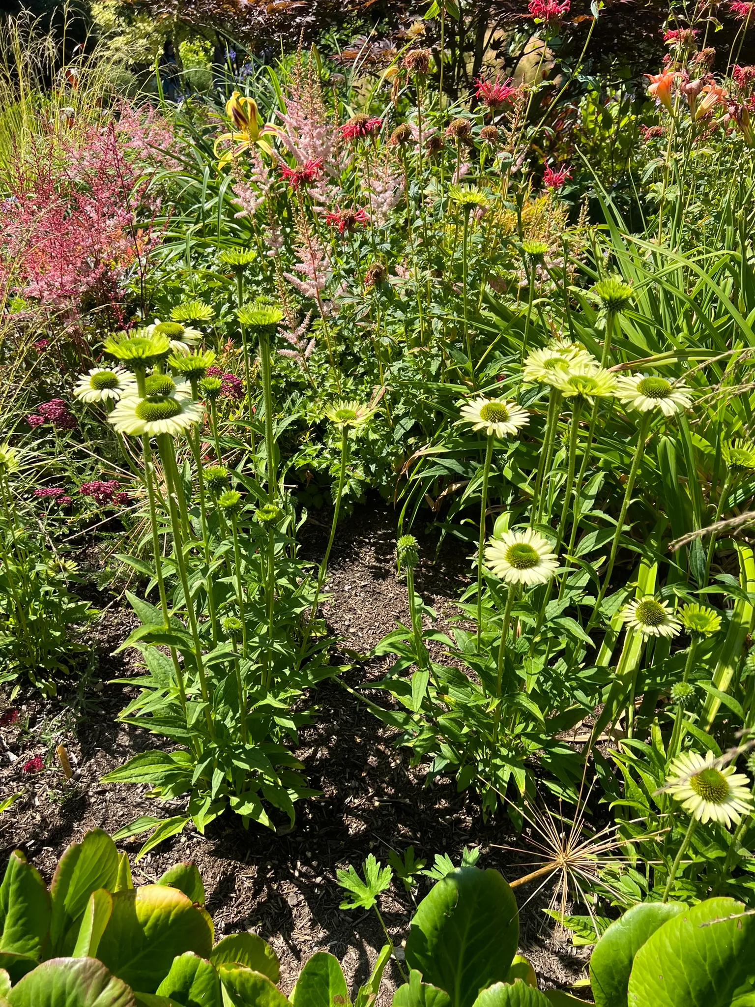 Echinacea Hybrids, coneflower
