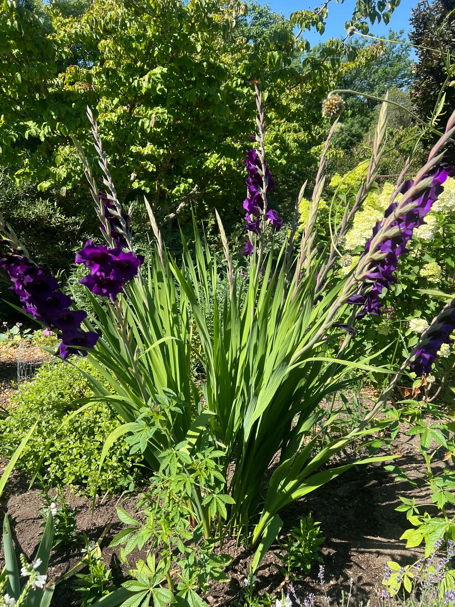 Gladiolus Hybrids, hardy gladiolus