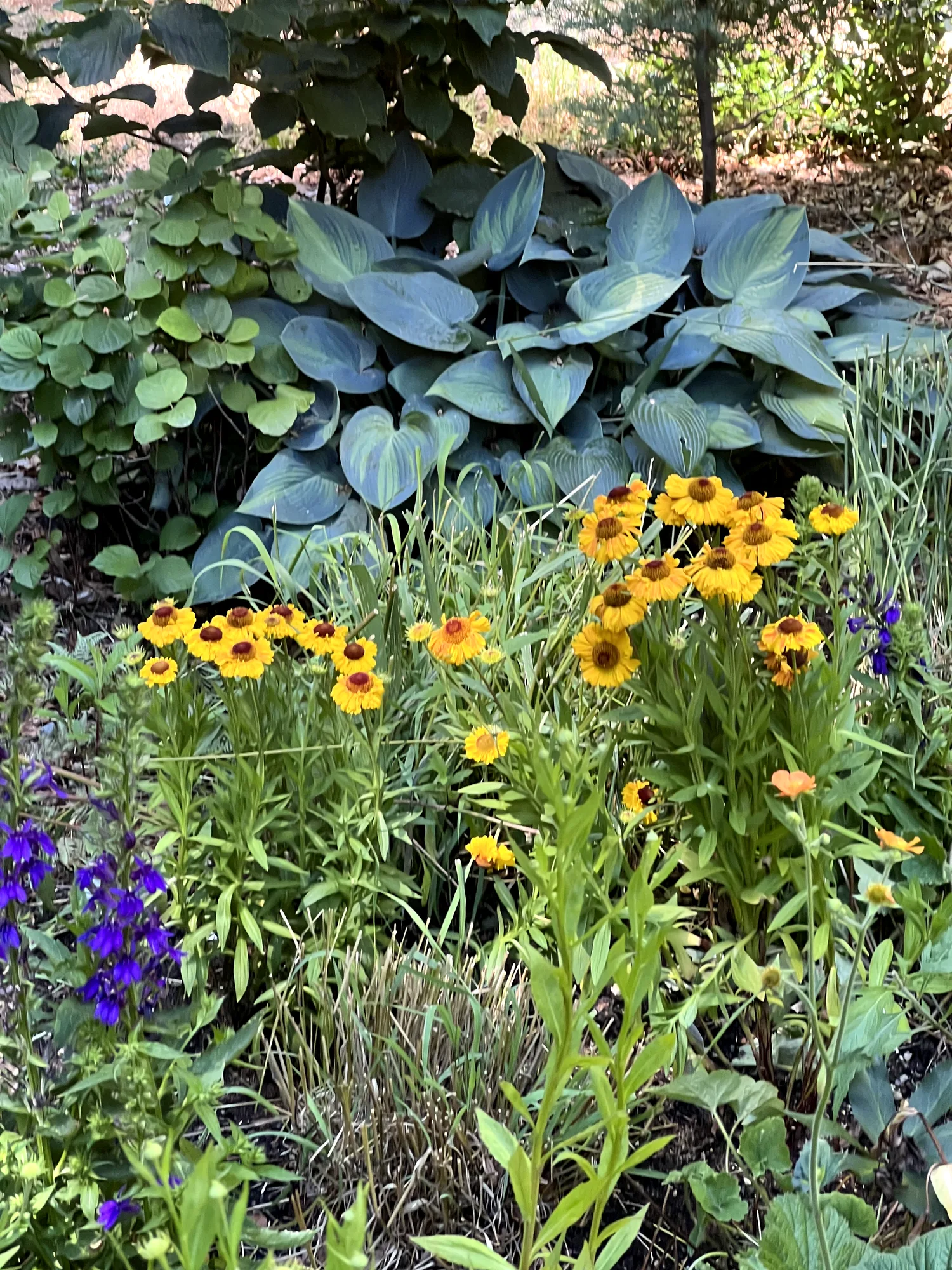 Helenium spp., sneezeweed — upright deciduous (Asteraceae) (image 2 of 13)
