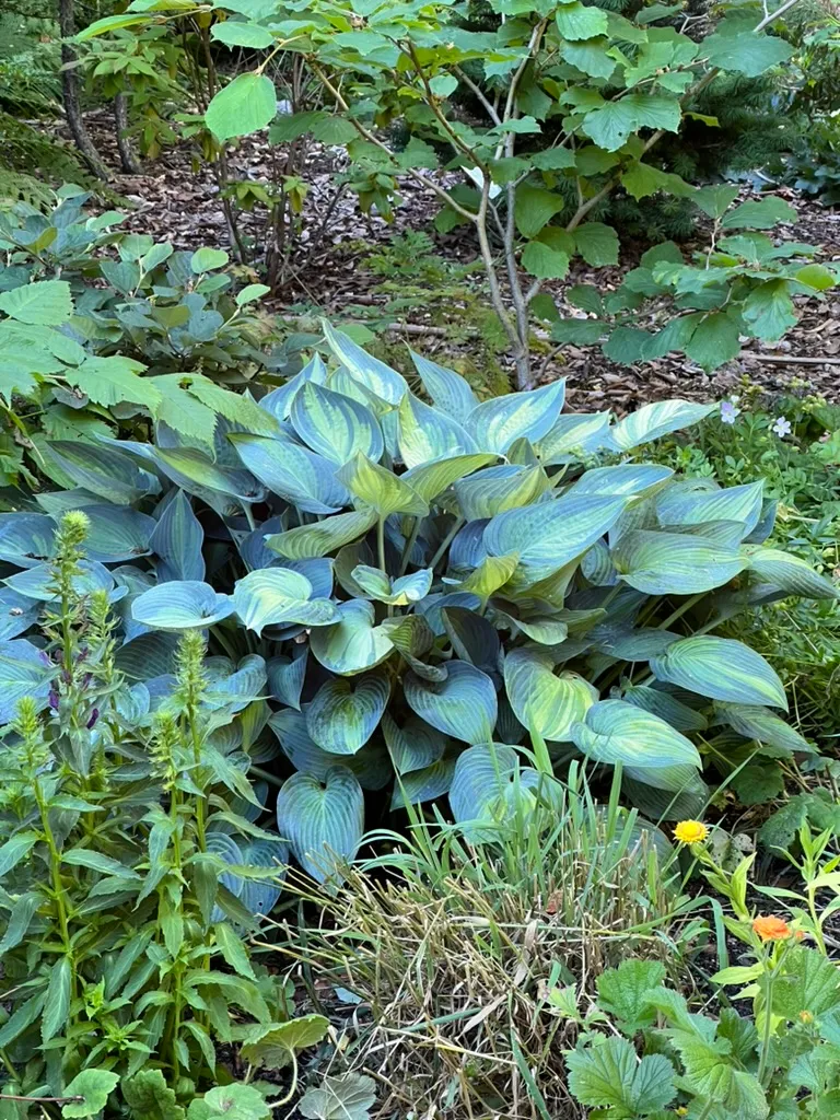 Hosta Hybrids, hosta