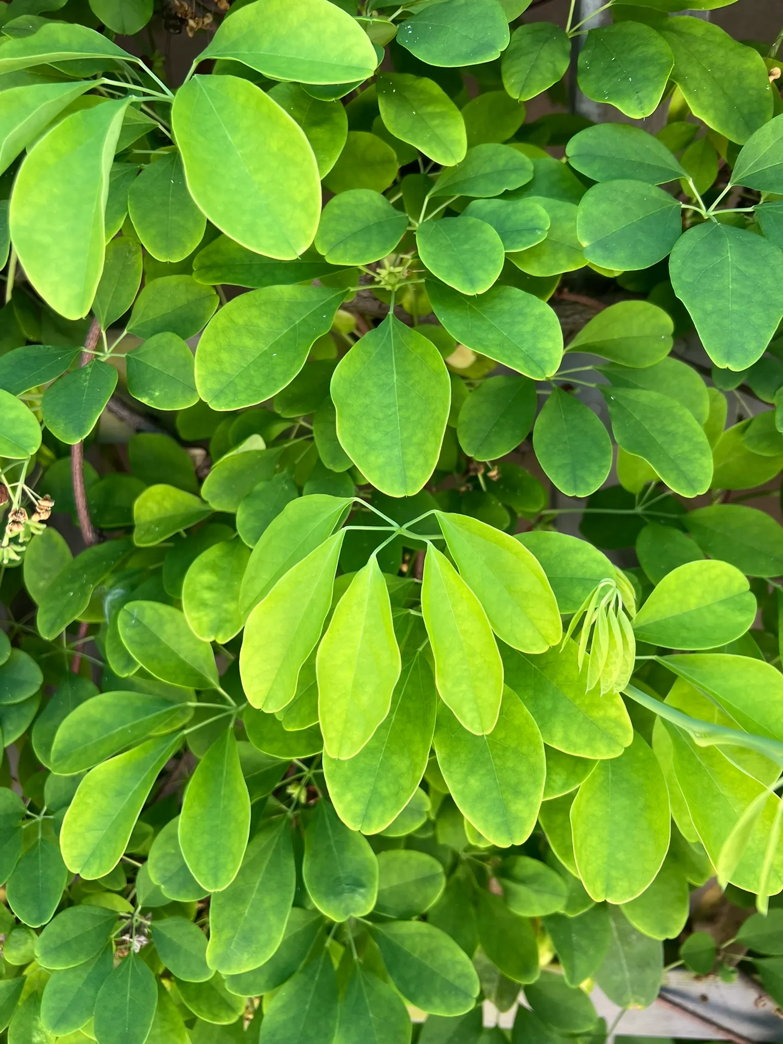 Akebia quinata, five-leaved akebia