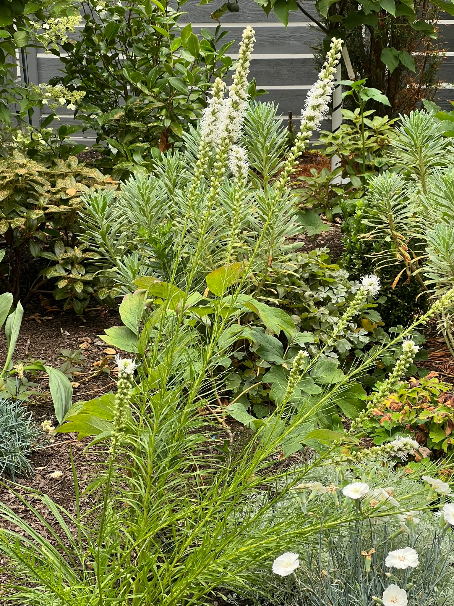 Liatris spicata, prairie star
