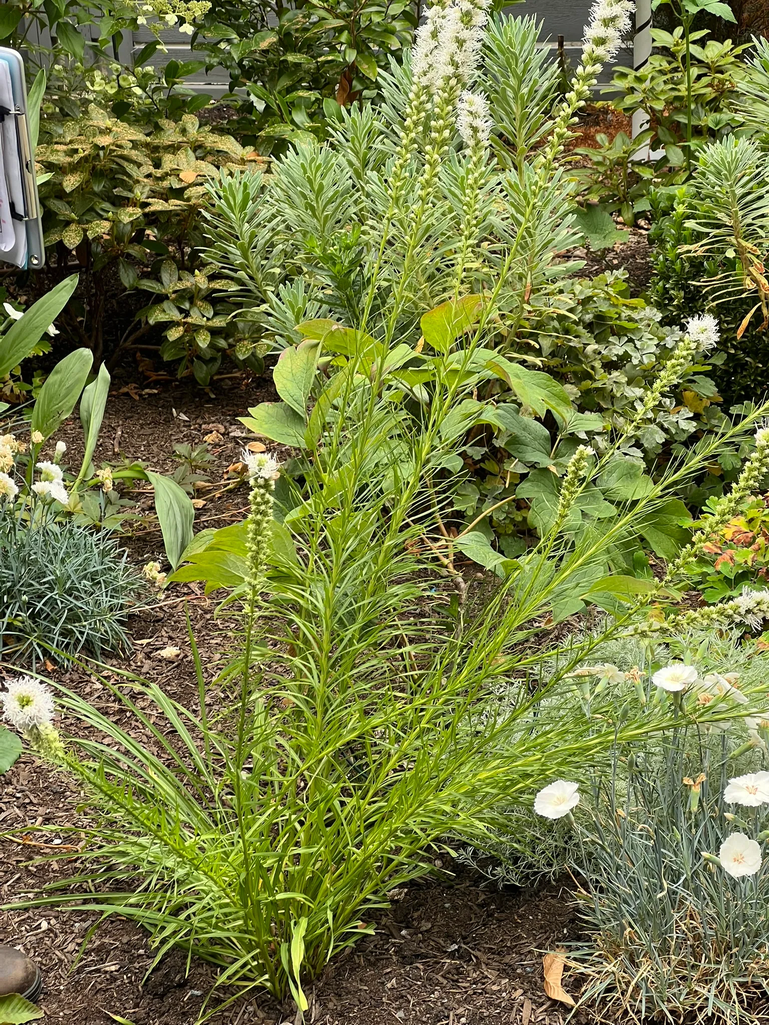 Liatris spicata, prairie star