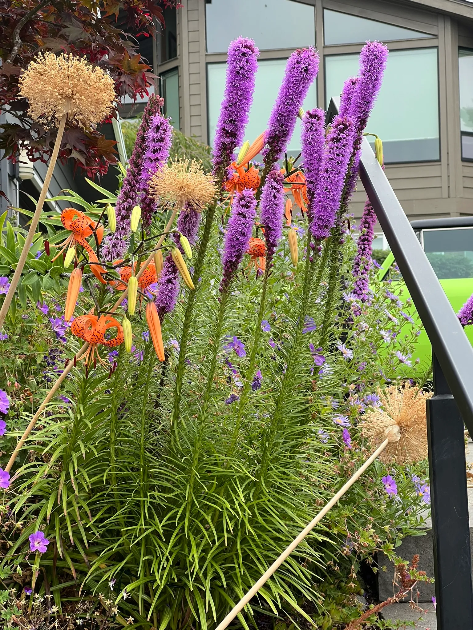 Liatris spicata, prairie star