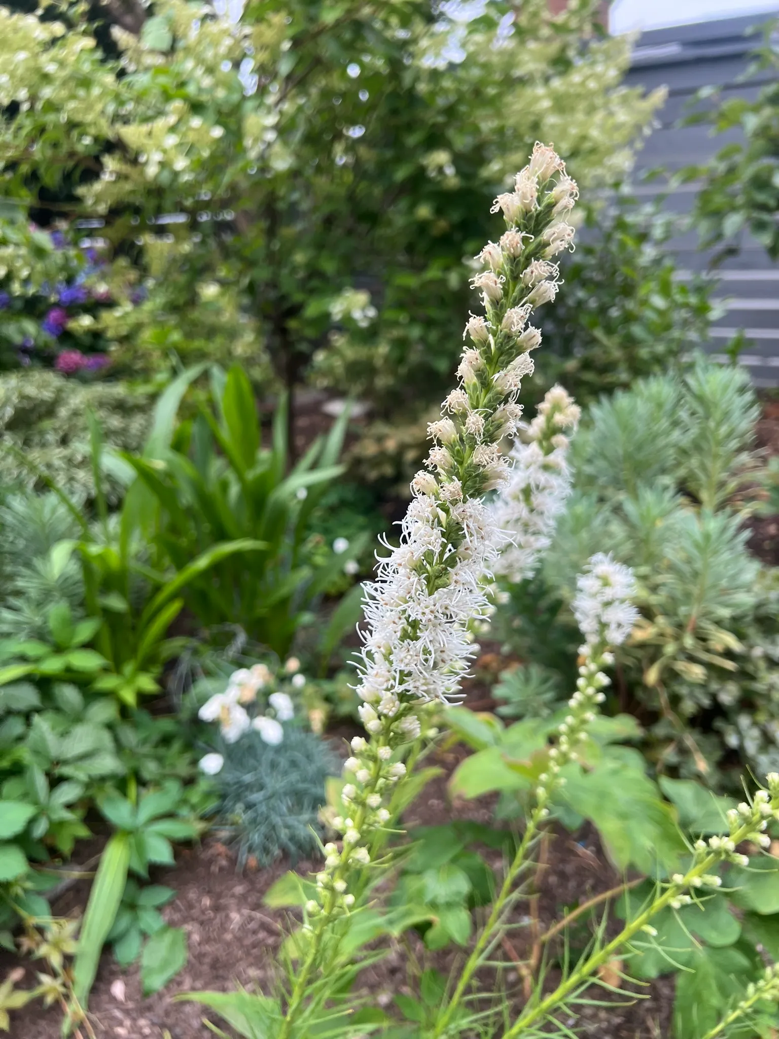 Liatris spicata, prairie star