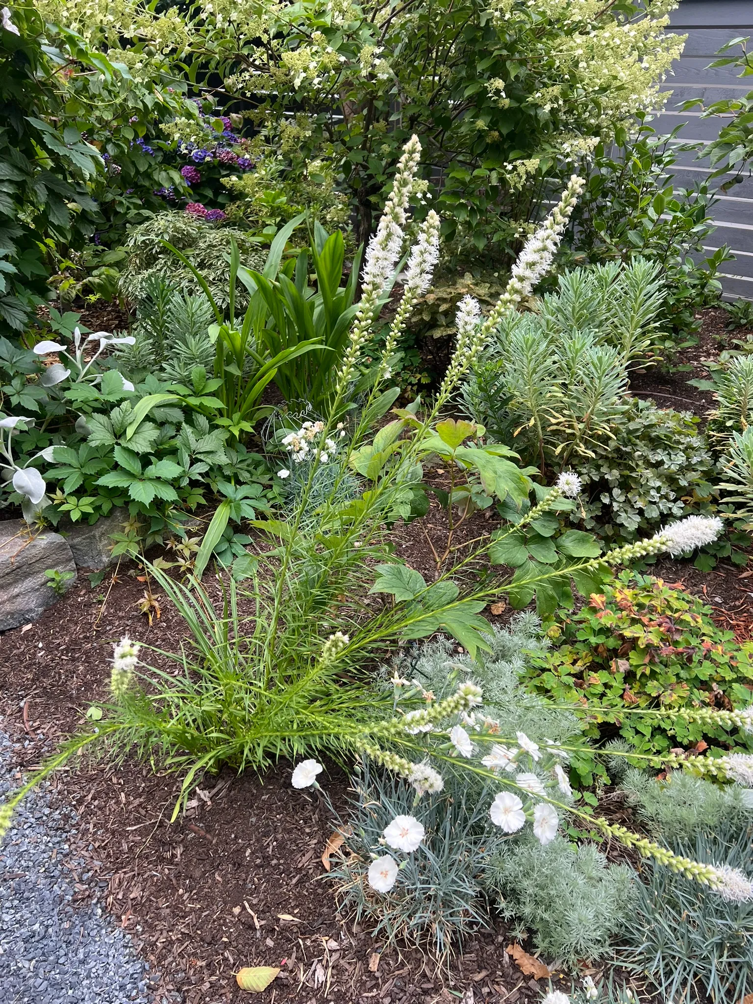 Liatris spicata, prairie star