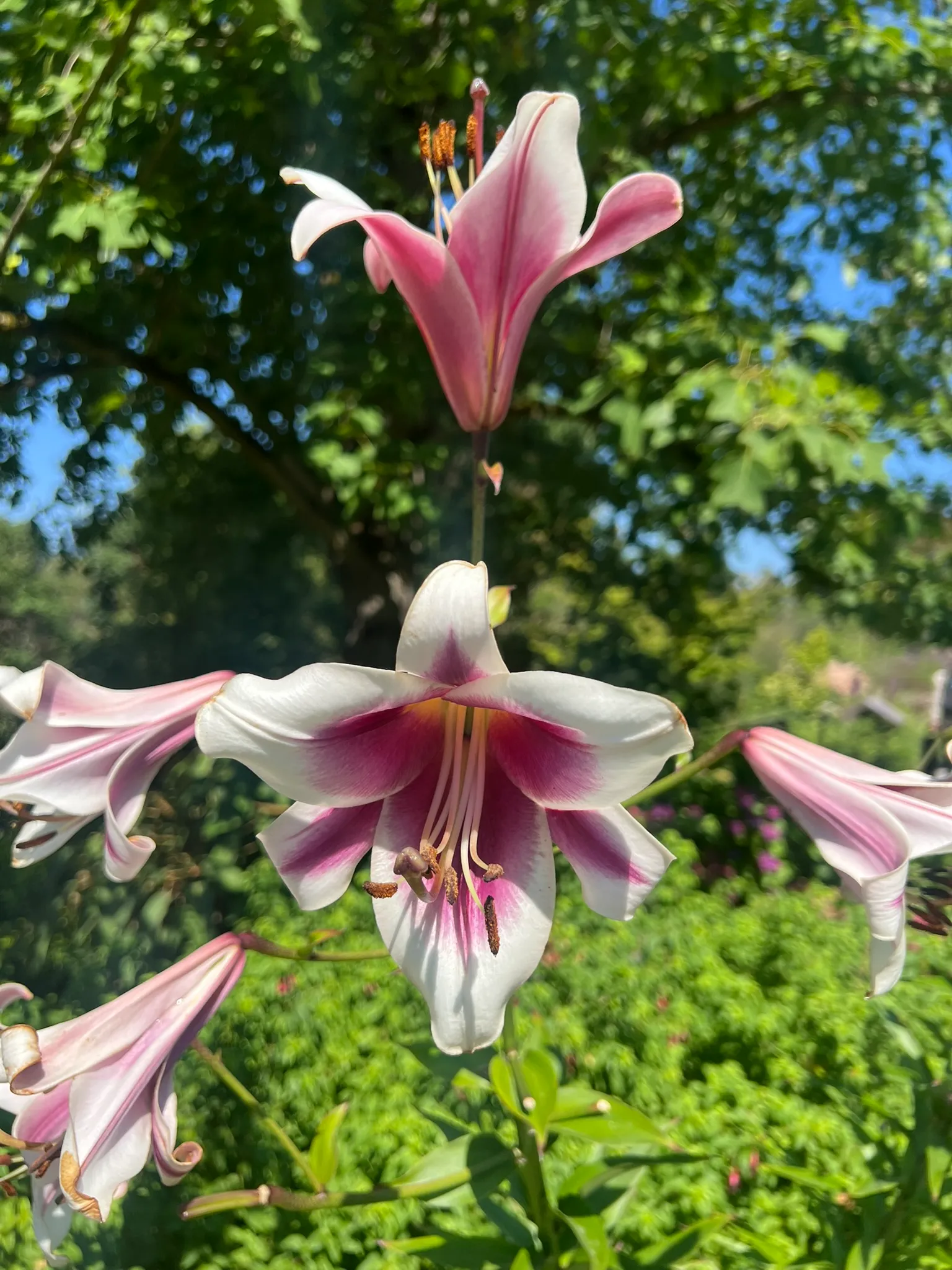 Lilium, orienpet lilies