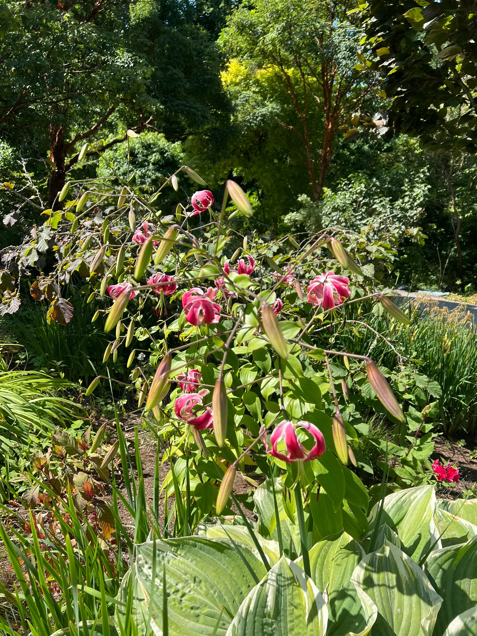 Lilium, oriental lilies