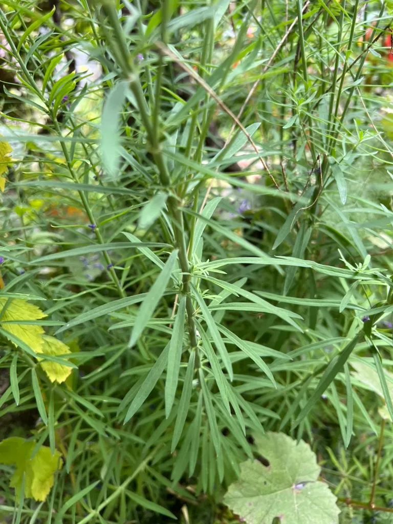 Linaria purpurea, toadflax