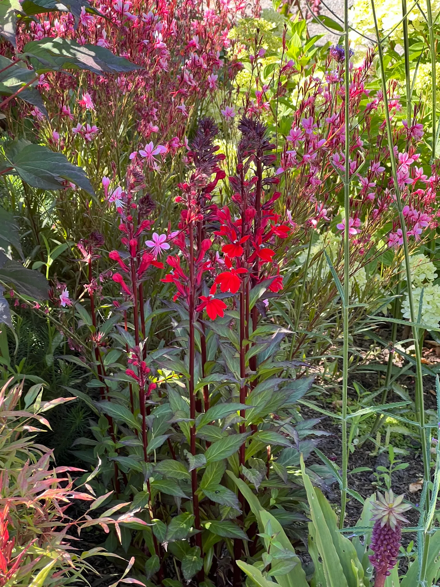 Lobelia cardinalis, cardinal flower
