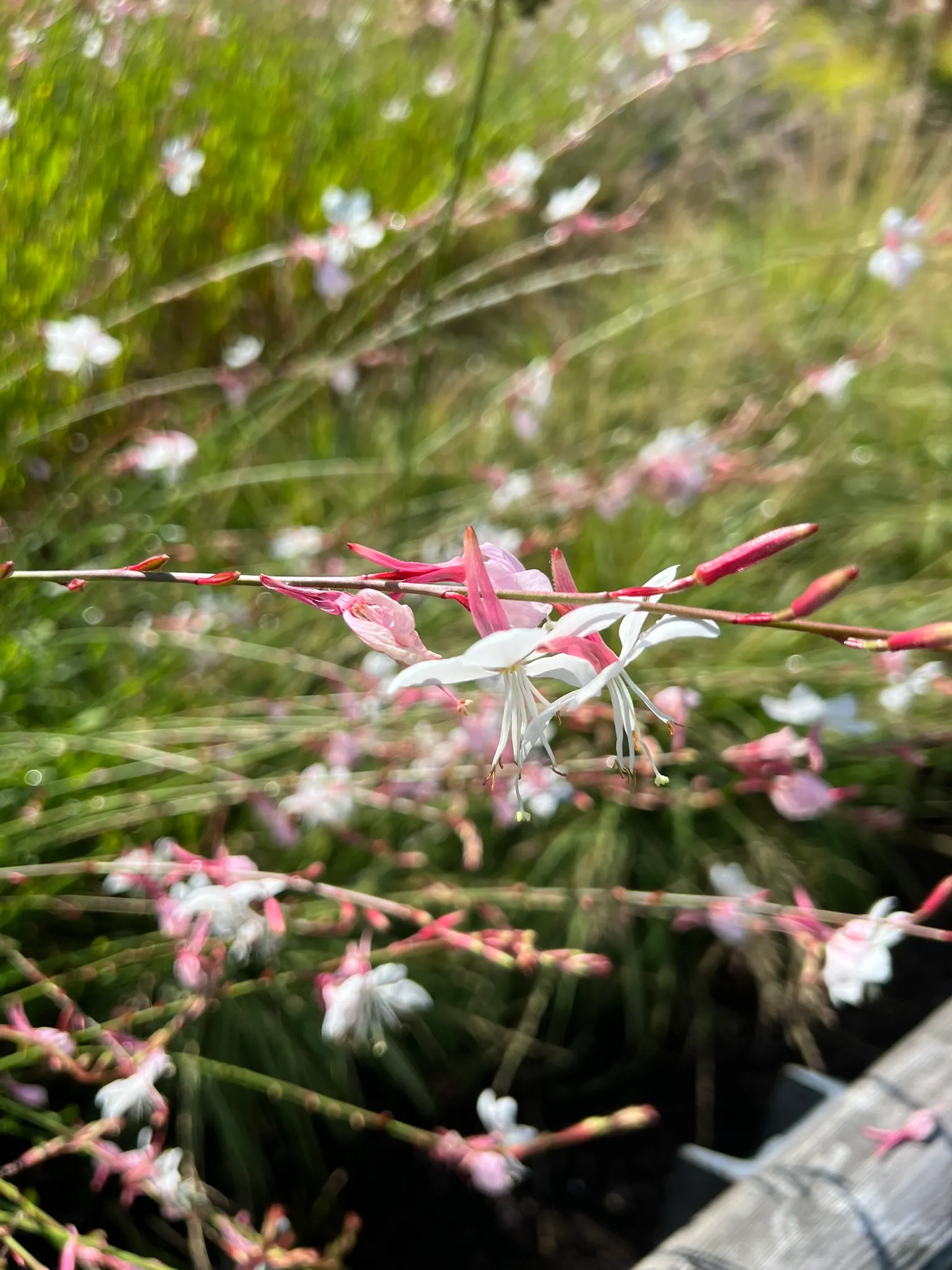 Oenothera lindheimeri, wandflower