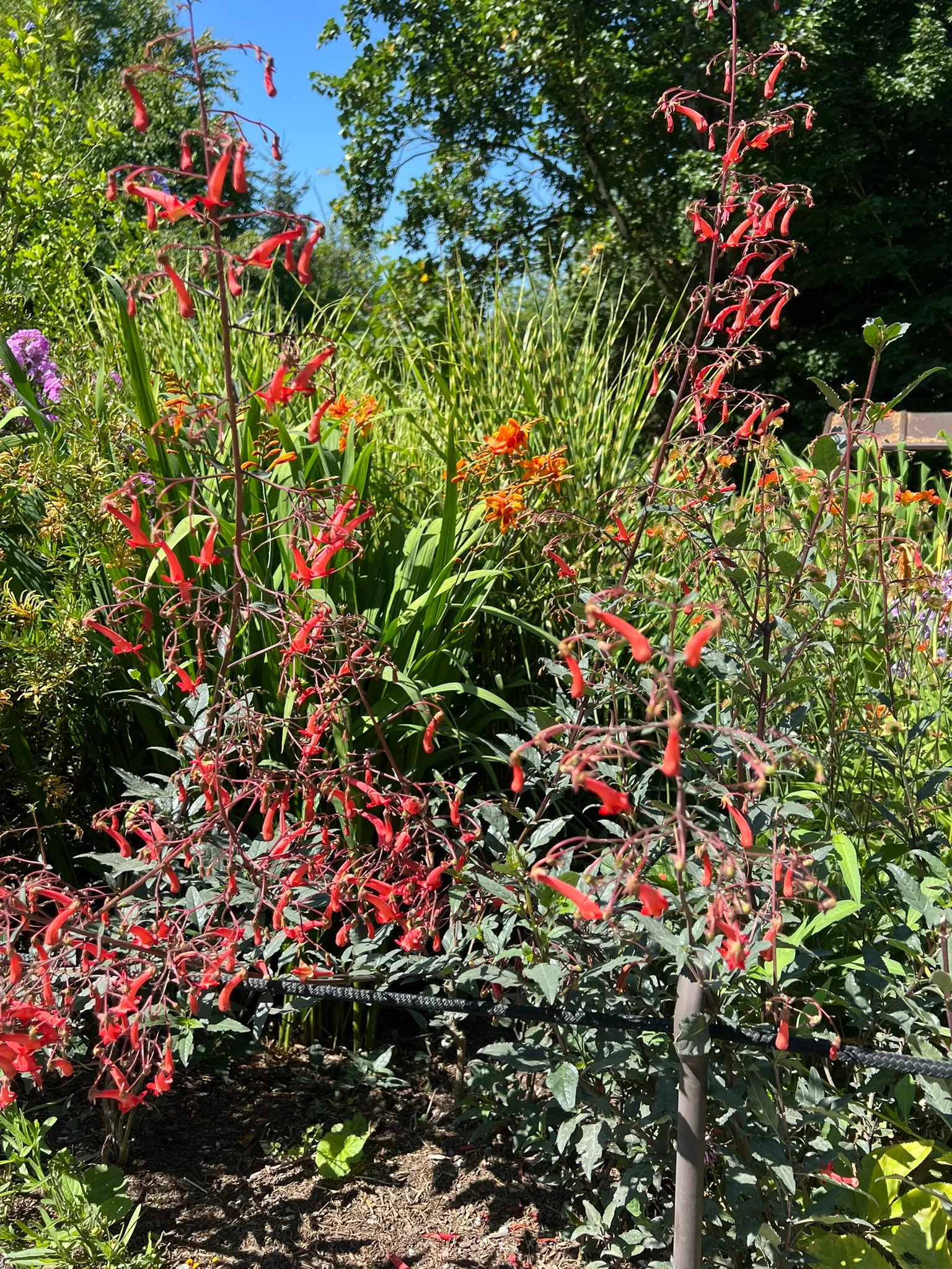 Phygelius x rectus Hybrids, cape fuchsia