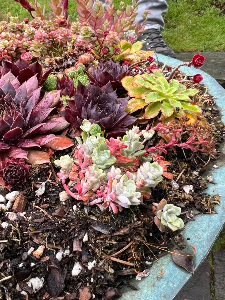 Sedum spathifolium 'Cape Blanco', Cape Blanco sedum