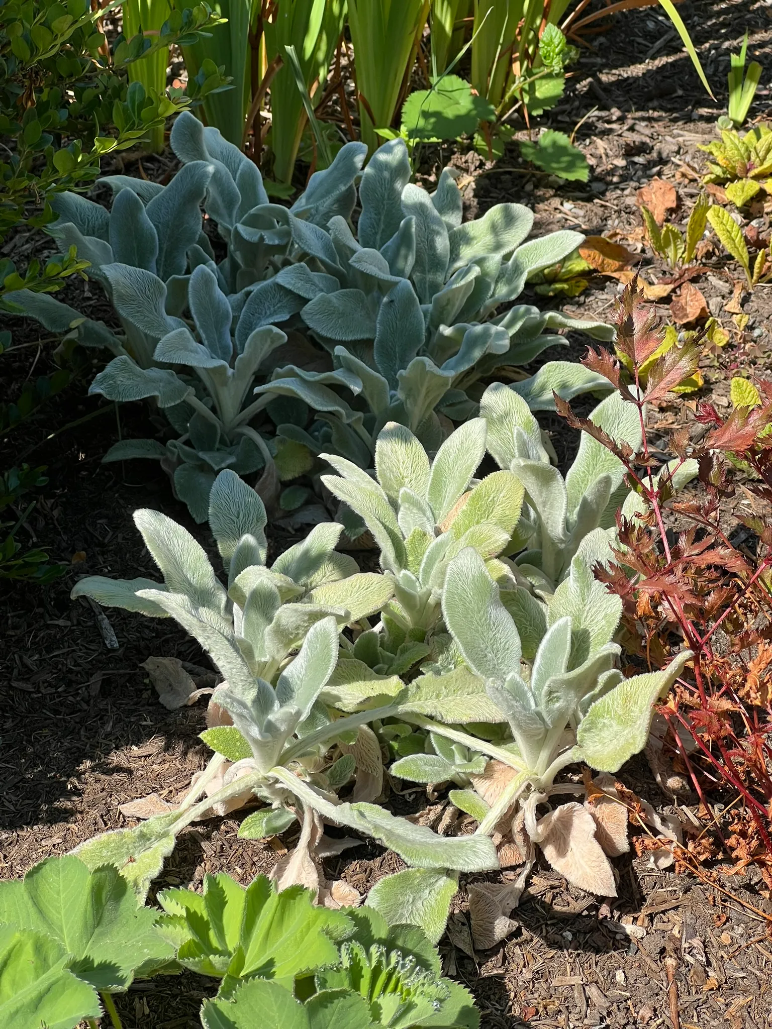 Stachys byzantina, lamb's ears
