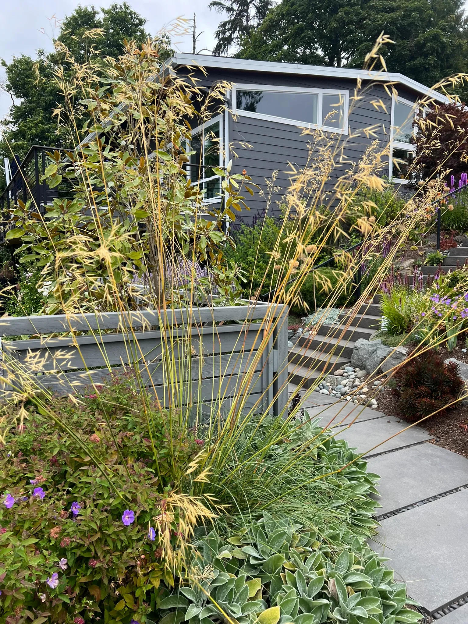 Stipa gigantea, giant feather grass