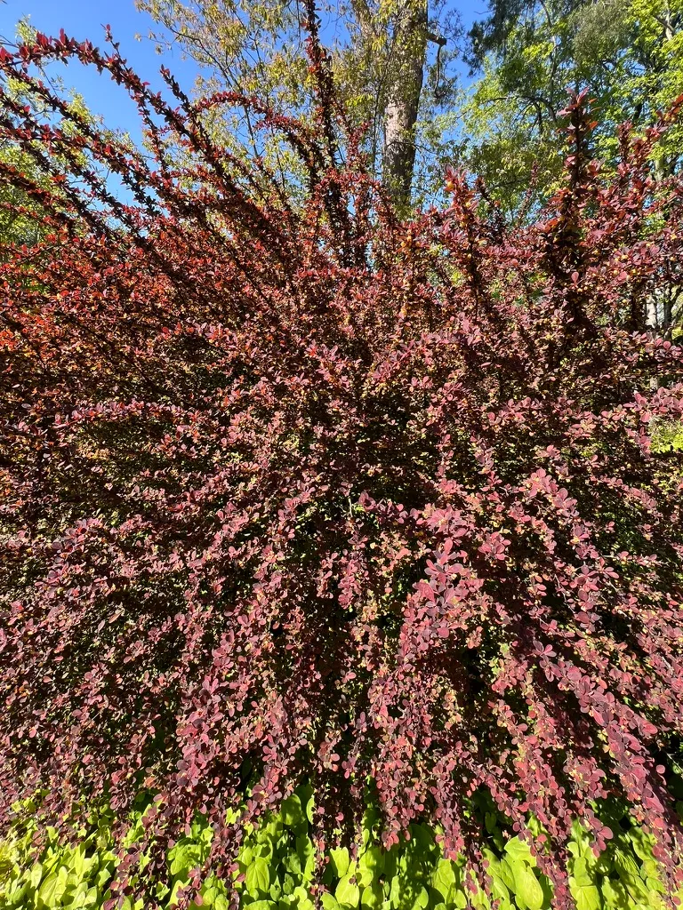 Berberis thunbergii f. atropurpurea, purpleleaf or redleaf Japanese barberry