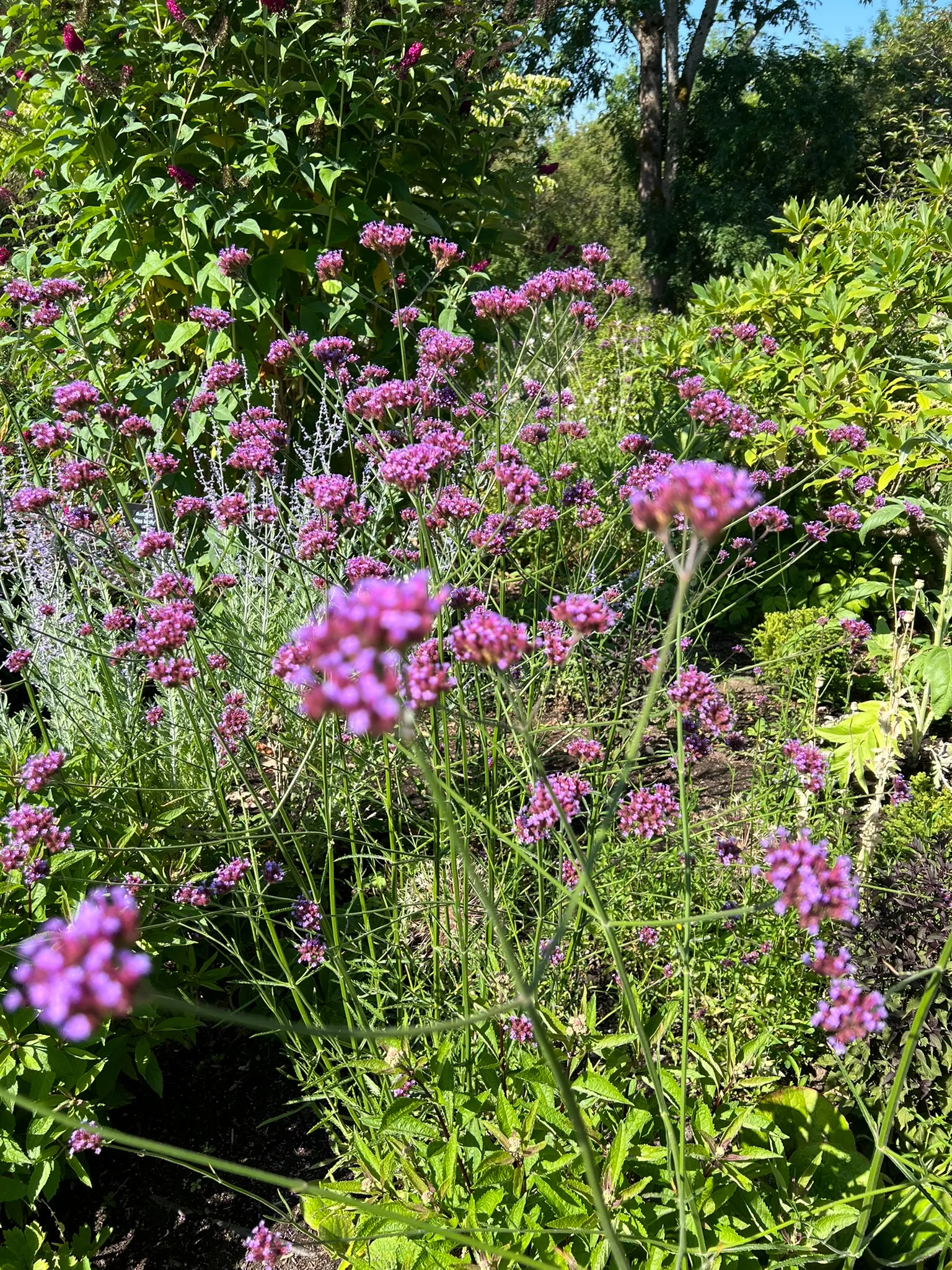 Verbena bonariensis, tall verbena, Brazilian verbena