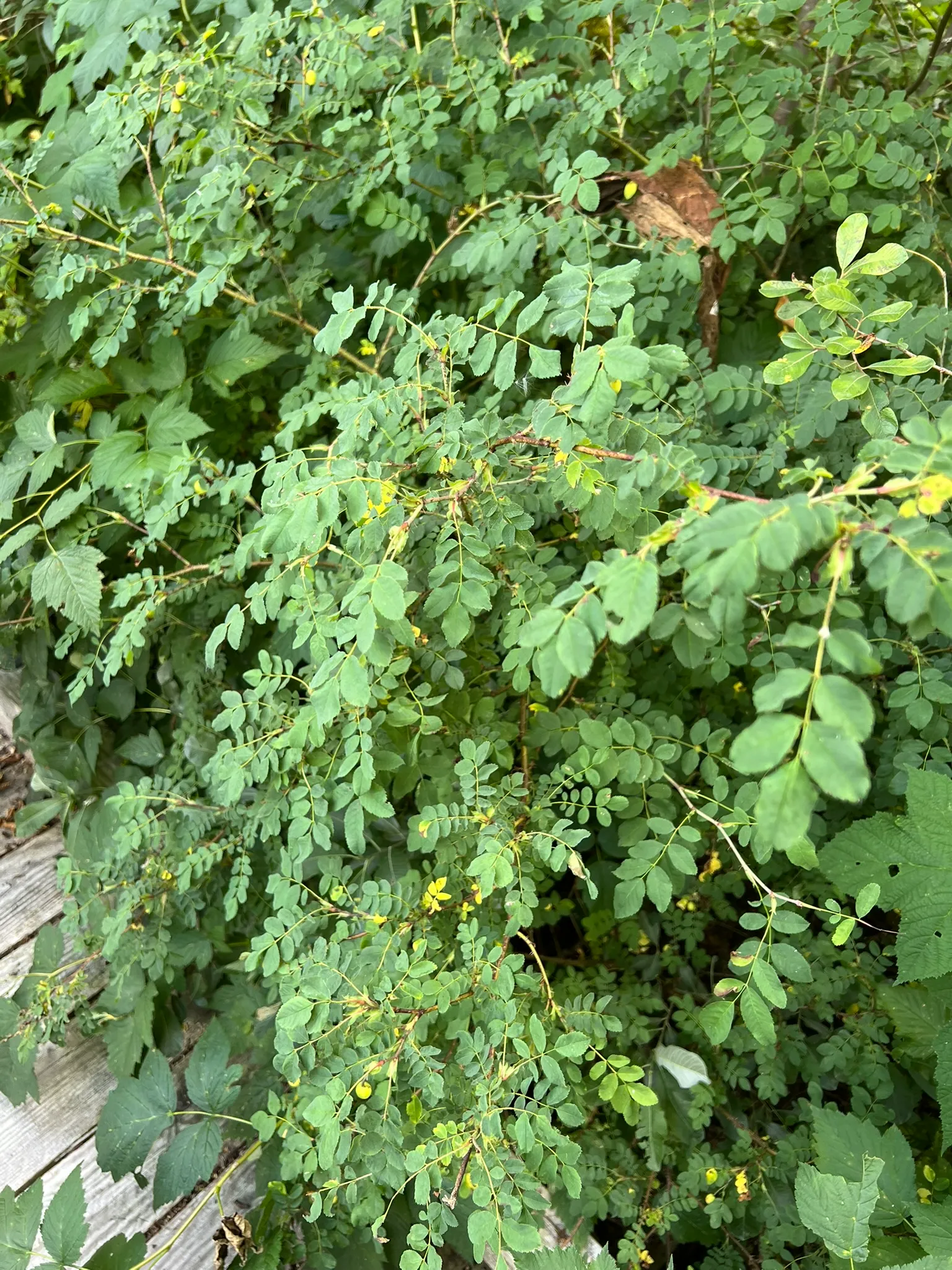 Rosa gymnocarpa, bald-hip rose