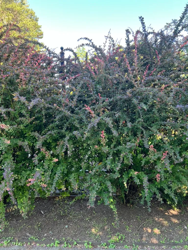 Berberis thunbergii f. atropurpurea 'Rose Glow', Rose Glow Japanese barberry