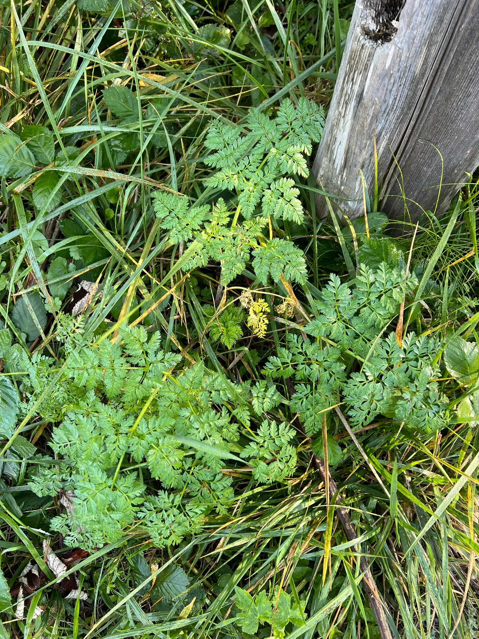 Conium maculatum, poison hemlock