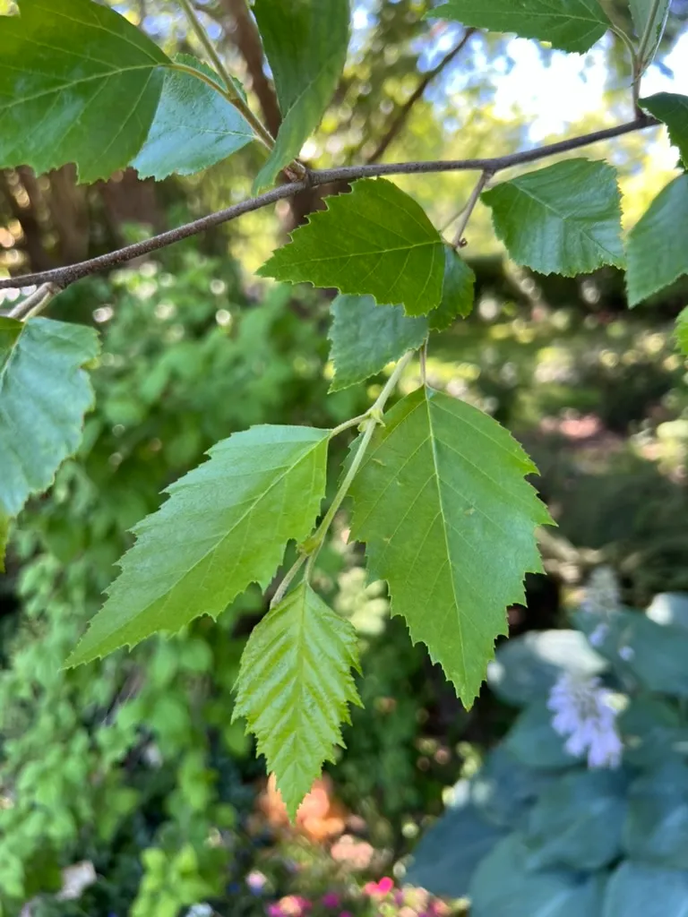 Betula nigra 'Cully', Heritage® river birch