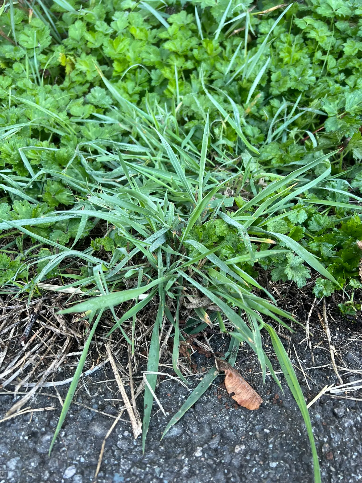 Dactylis glomerata, orchard grass