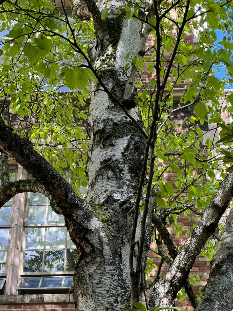 Betula papyrifera, paper birch