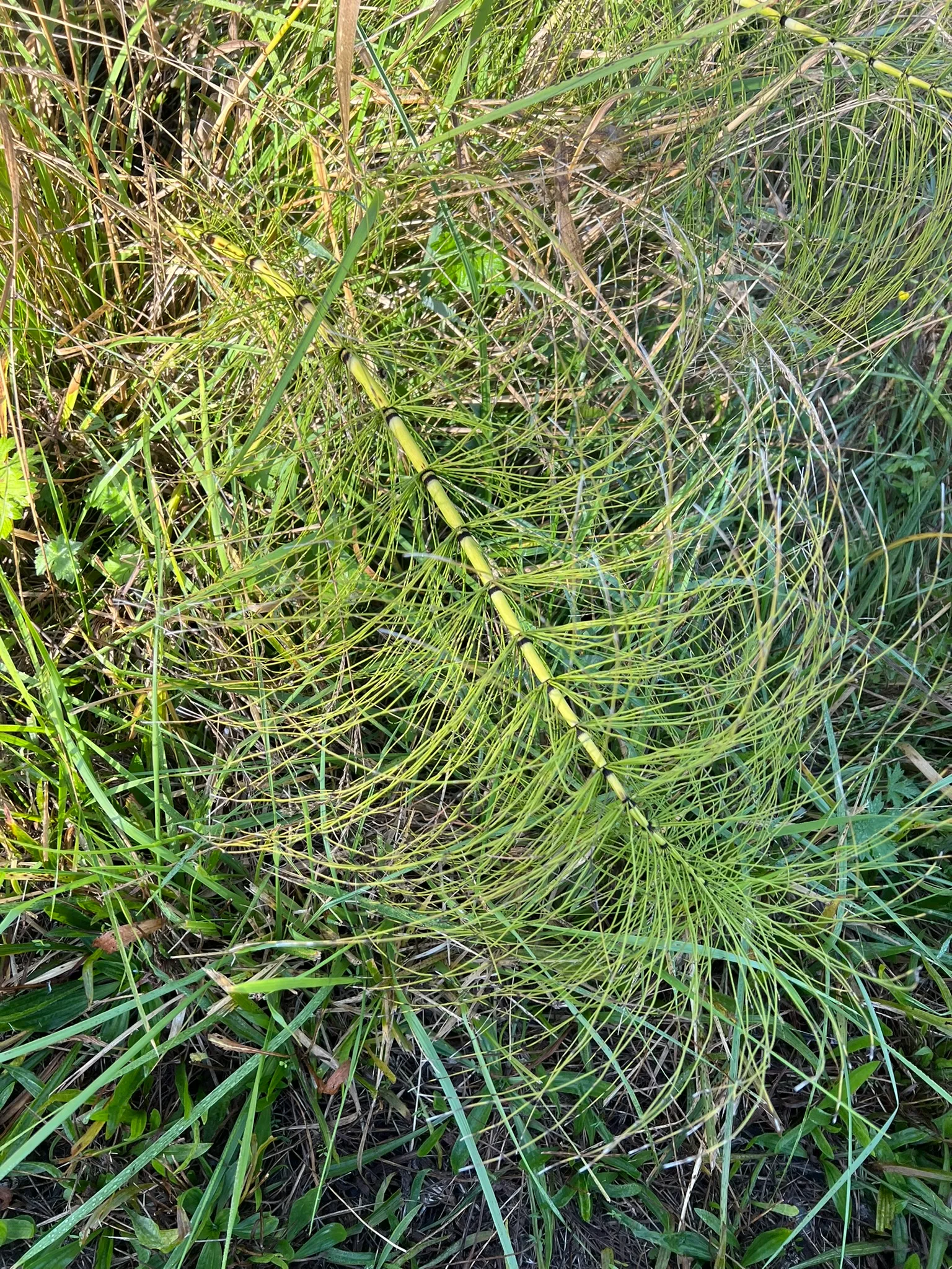 Equisetum arvense, common horsetail (native)