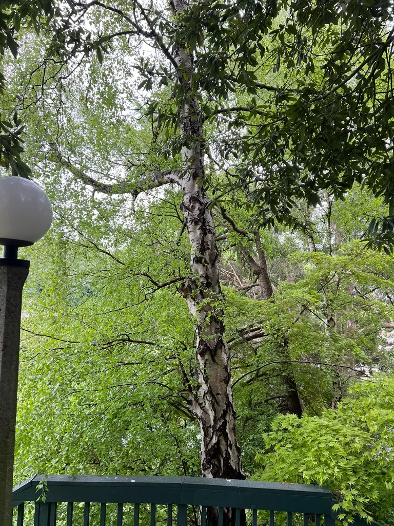 Betula pendula, European white birch