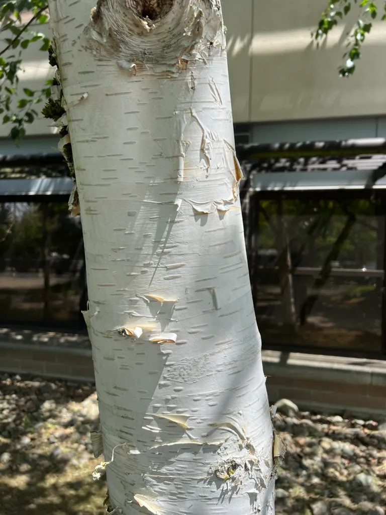 Betula utilis ssp. jacquemontii, Himalayan white birch