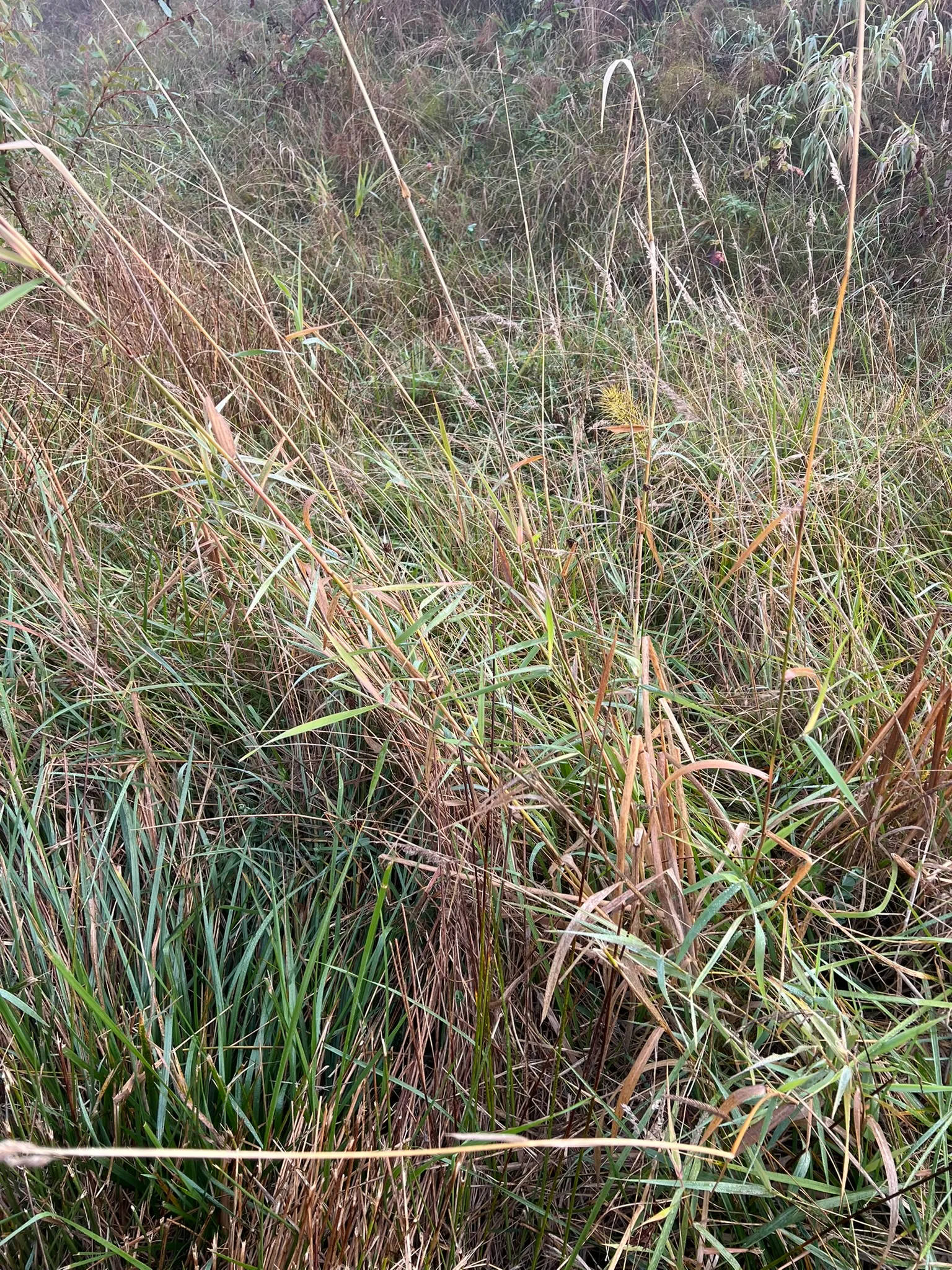 Phalaris arundinacea, reed canary grass