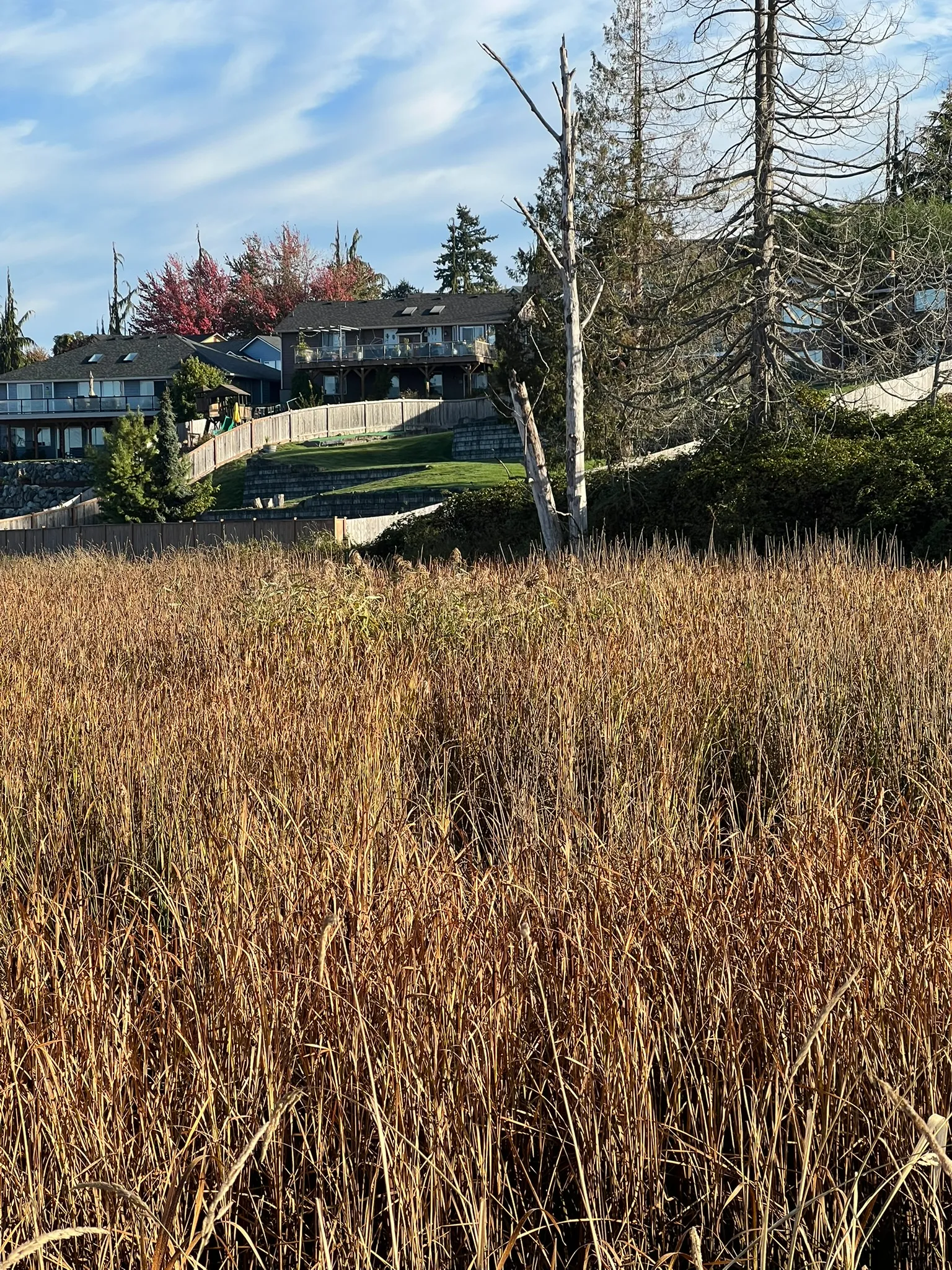 Phragmites australis, common reed