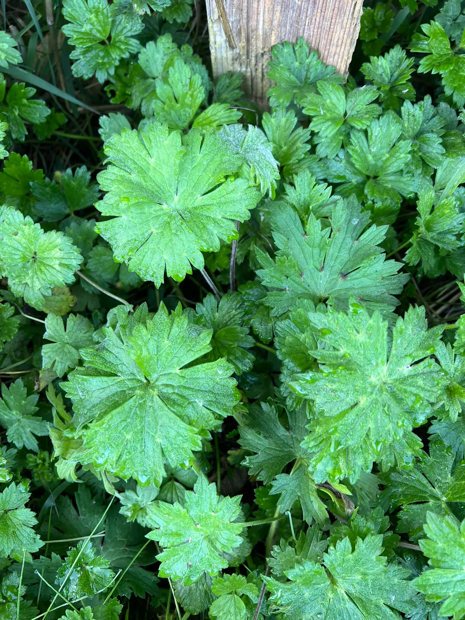 Ranunculus repens, creeping buttercup