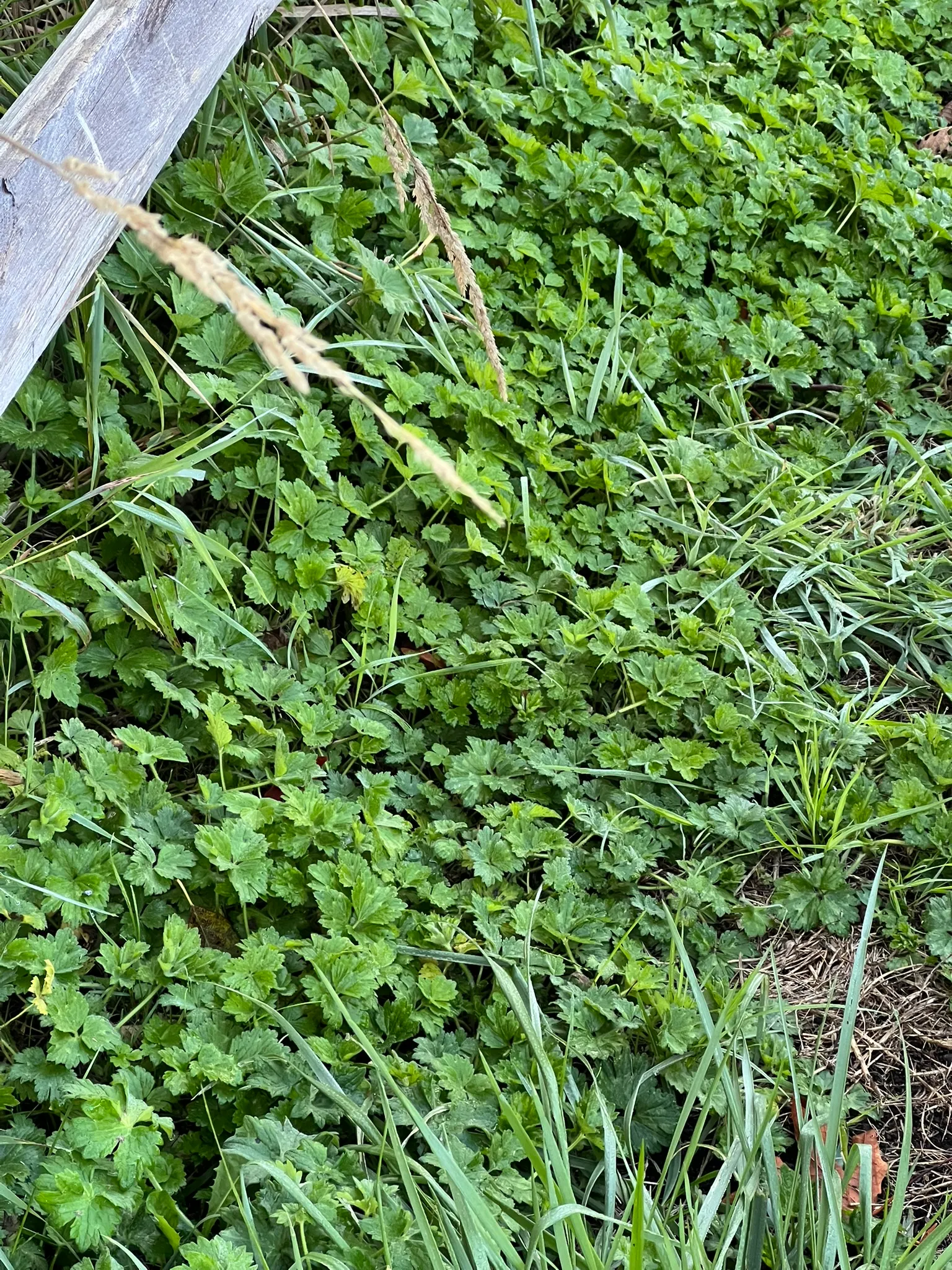 Ranunculus repens, creeping buttercup
