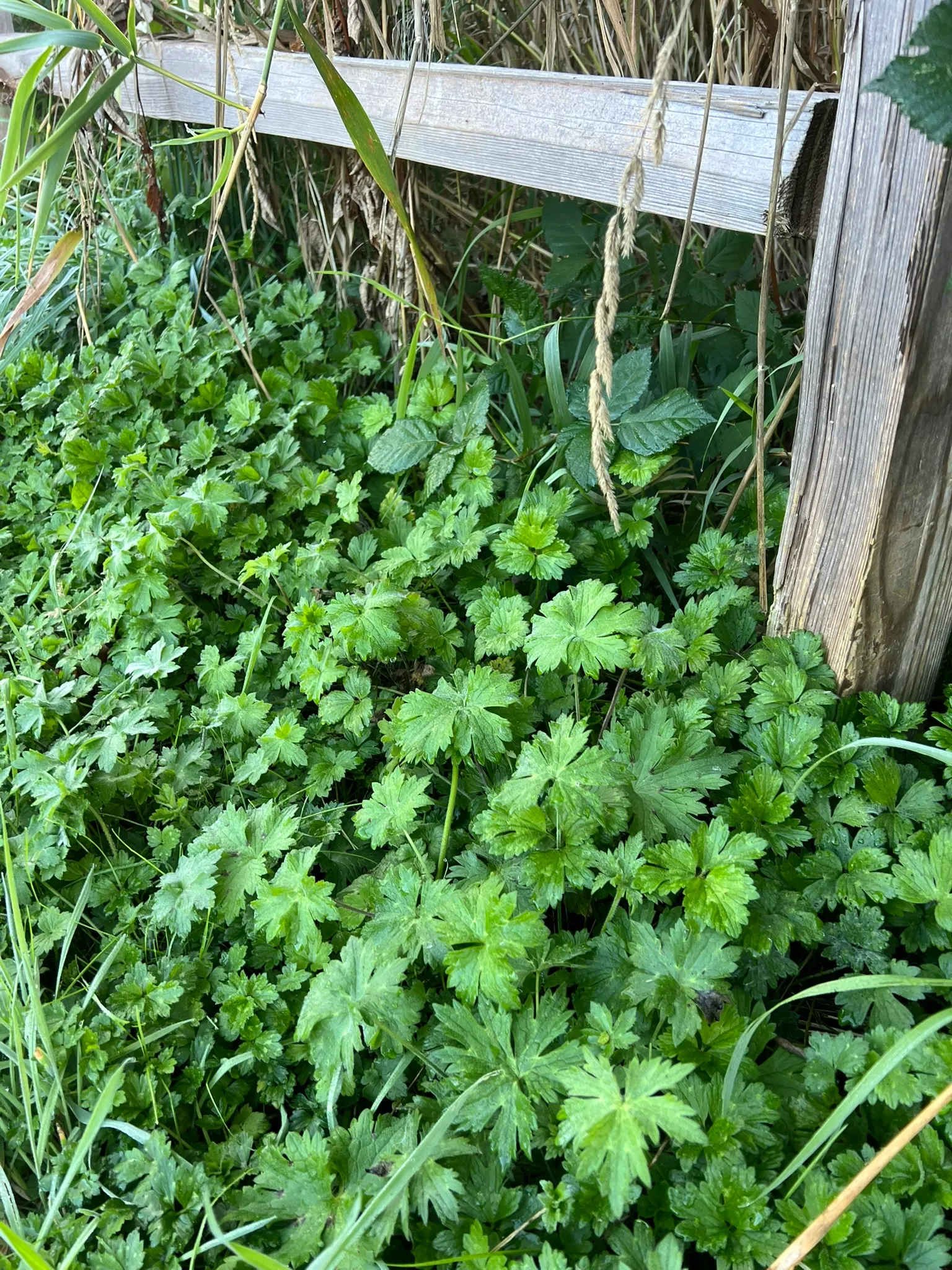 Ranunculus repens, creeping buttercup