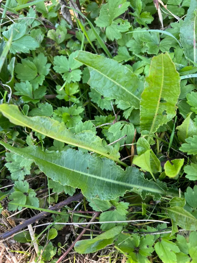 Rumex crispus, curly-leaved dock