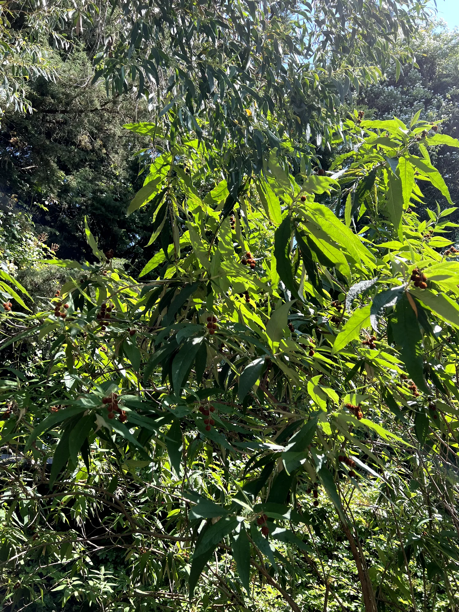 Buddleja globosa, globe butterfly bush — upright semi-evergreen (Scrophulariaceae) (image 1 of 15)